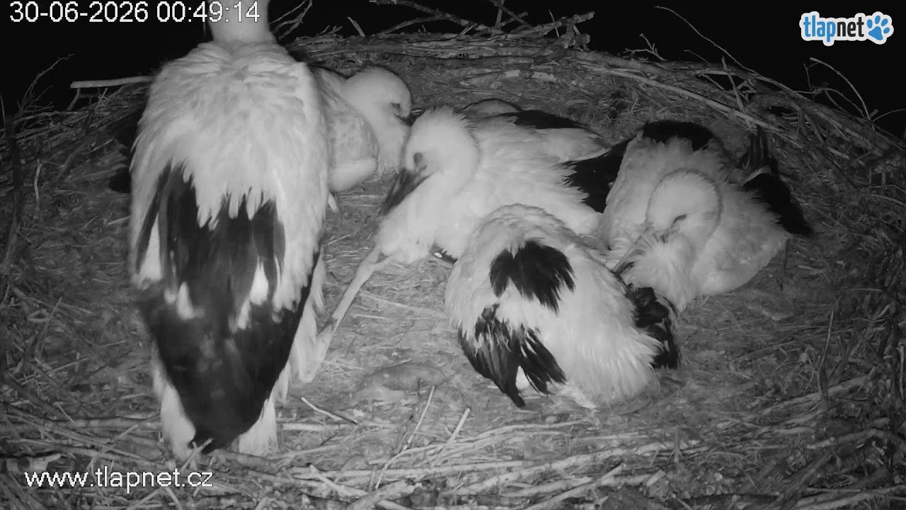 Live webcam view of Ronov Stork Nest Cam 2
