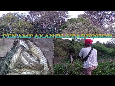 LAGI ASYIK MANCING BAUNG ADA PENAMPAKAN