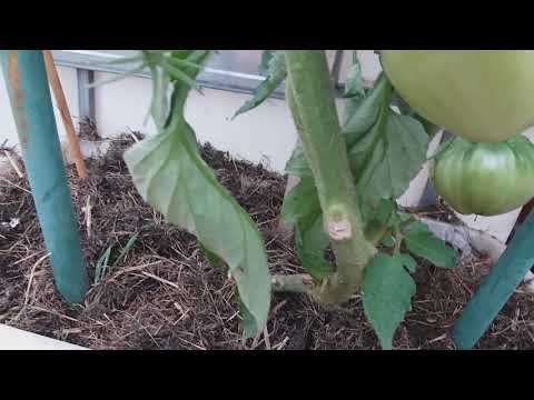 download lagu mp3 mp4 Tomate Mazarini, download lagu Tomate Mazarini gratis, unduh video klip Tomate Mazarini