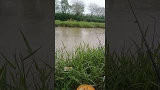 Download lagu spotnya hujan rintik rintik.!! IKAN BAUNG THE BEST#IKAN#SPOT#fyp mp3