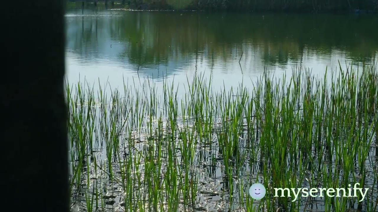 Unlock the Benefits of Meditation Streaks with Apps