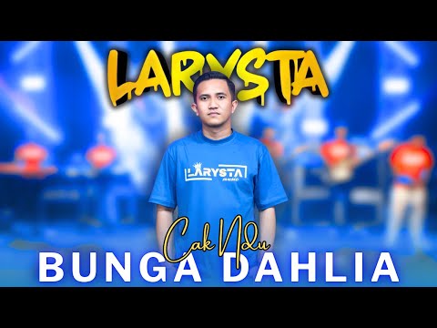 BUNGA DAHLIA - CAK NDU - NEW LARYSTA
