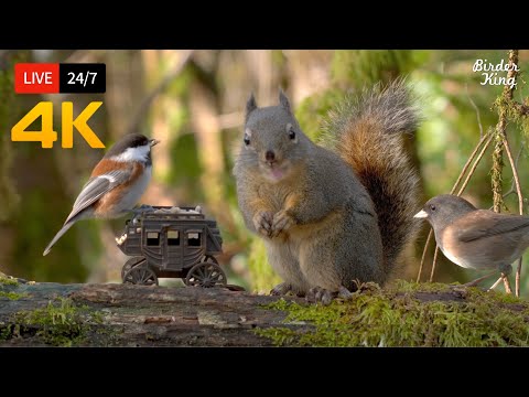 🔴 24/7 LIVE: Cat TV for Cats to Watch 😺 Cute Birds Squirrels in the Woods 4K