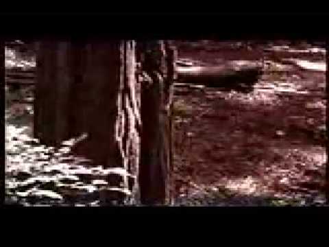 bee gees x chitaozinho e xororó (words)