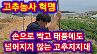 손으로 박고 태풍에도 넘어지지 않는 고추지지대~고추지줏대,말뚝 고추농사 잘짓는법 고추줄 끈 치는방법 매는방법