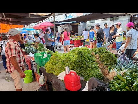 uma das melhores do Nordeste em Cachoeirinha-Pe 2/5/24 #agro #nordeste #frutas #aço