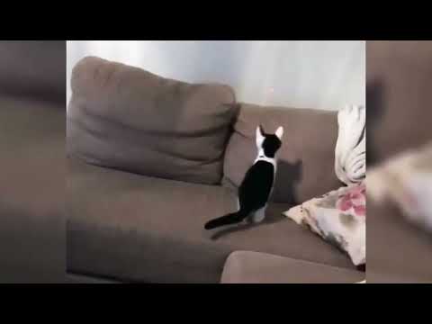 BEST unusual 𝗙𝗨𝗡𝗡𝗬 𝗖𝗔𝗧𝗦 edit [Don't laugh 2minutes challenge] #funnycats