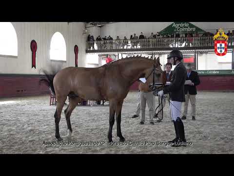 211023 13 Jaguar - Aprovação de Garanhões