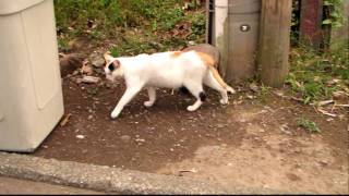 preview picture of video '駐車場で撮った猫　Canon SX1 IS HD'