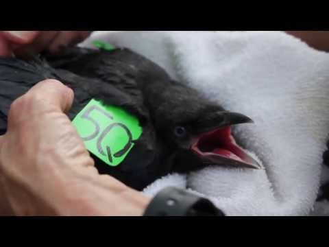 American Crow Nestling Banding and Measurements