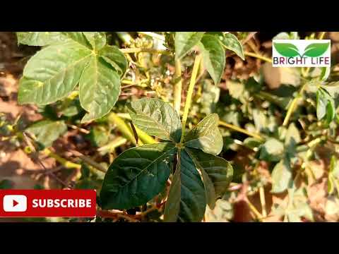 EJJOBYO DAGALA DUNGI NYO DALA