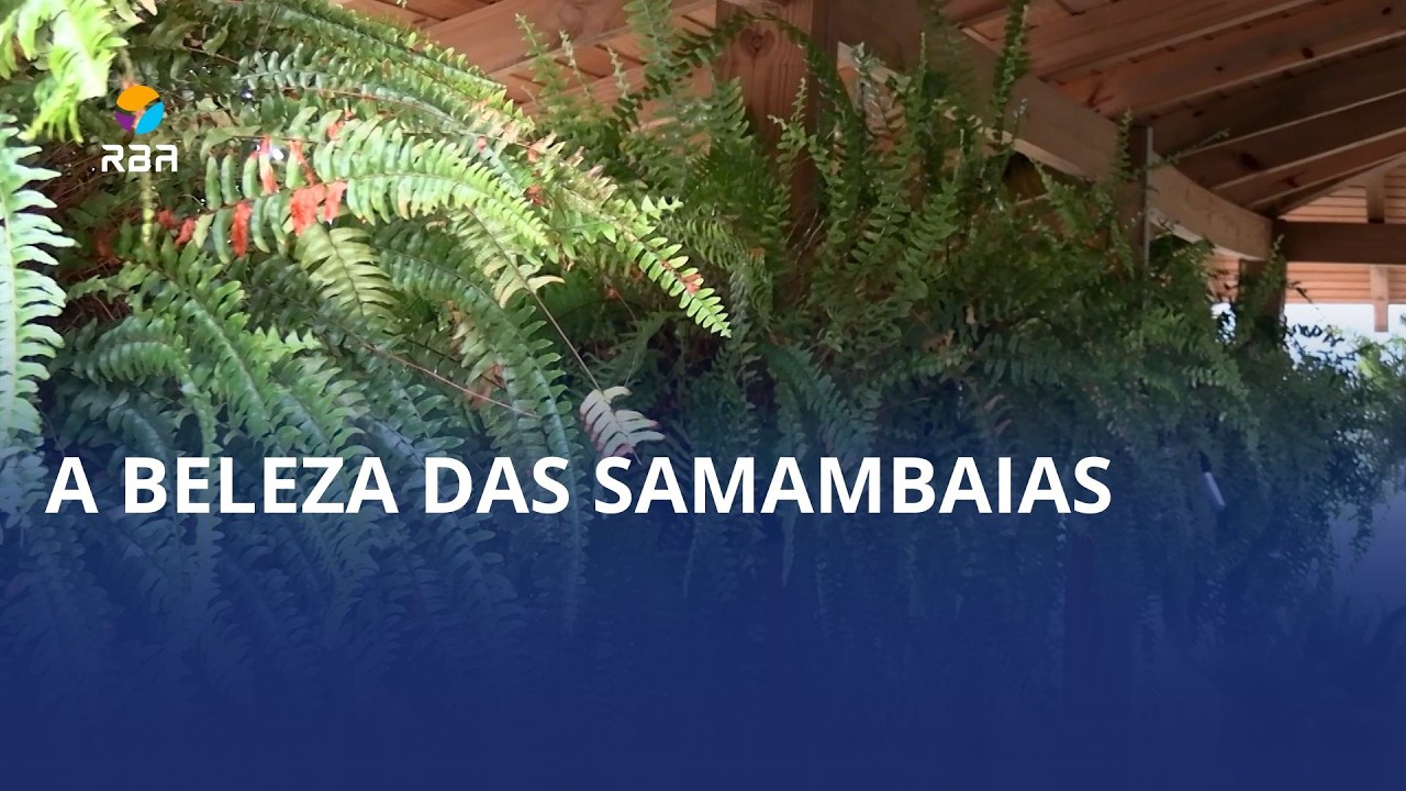 Samambaias viçosas roubam a cena no bairro Bela Aliança, em  Rio do Sul