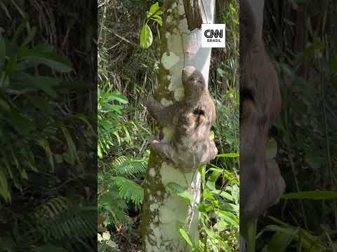 Preguiças são resgatadas de rodovia no Alagoas; assista!