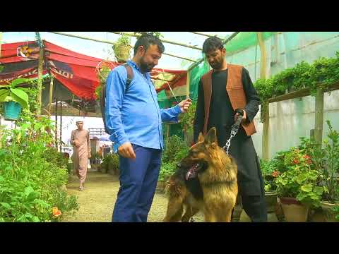 The  World's Biggest German Shepherd Dog in Kabul with Haji Bashir Khanگرگهای قیمتی حاجی بشیر