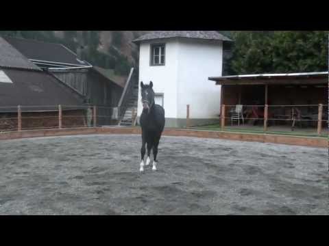 Dressurnachwuchs 2jährige Stute vom Starvererber Fidertanz