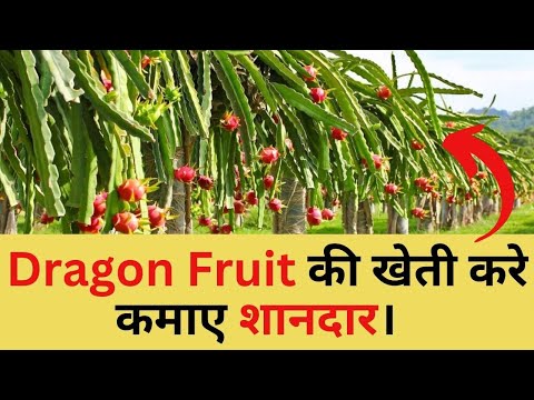 DRAGON FRUIT CONTRACT FARMING