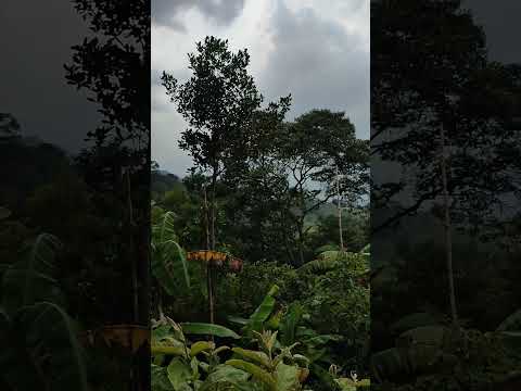 Descubrí este bosque en Anolaima Cundinamarca