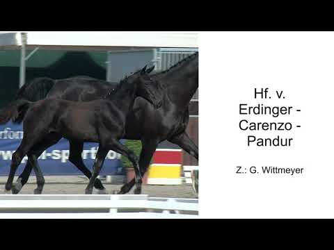 Erdinger/Carenzo Hengstfohlen