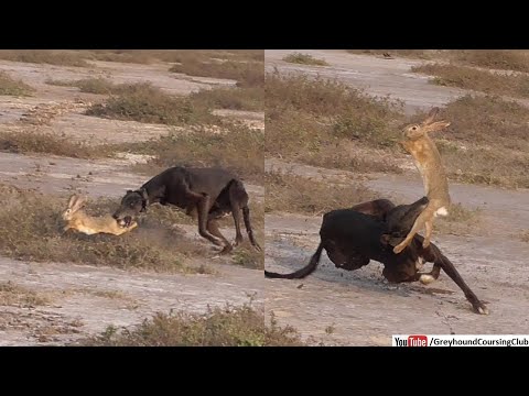 Greyhound hunting rabbit | hunting with dogs | dog hunting hare