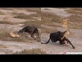 Greyhound hunting rabbit | hunting with dogs | dog hunting hare