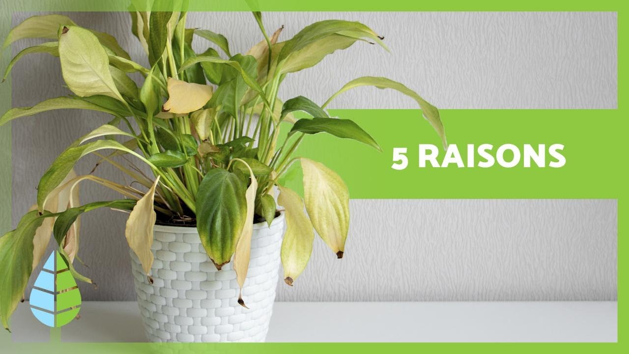 Pourquoi le BOUT des FEUILLES de mes PLANTES SÈCHE-T-IL 🌿 (5 RAISONS)