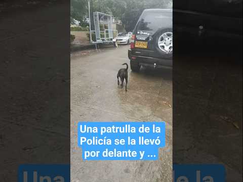 #rovira #tolima #noticias #perritos #patrulla #policia #ayuda