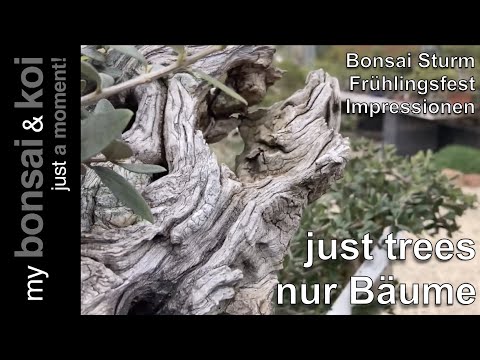Bonsai 2023-18 - just a moment - just trees, nur Bäume - Frühlingsfest bei Bonsai Sturm