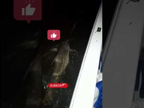 Santa Elena Entre Ríos ##🎣🎣