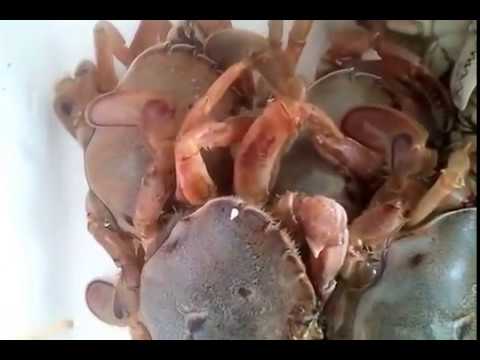 download lagu mp3 mp4 Live Crab Delivery, download lagu Live Crab Delivery gratis, unduh video klip Live Crab Delivery