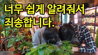 제라늄을 풍성하게 만드는 너무 쉬운 방법(제라늄 초보자는 꼭 보세요)