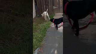 Video preview image #1 Labrador Retriever-Unknown Mix Puppy For Sale in San Diego, CA, USA