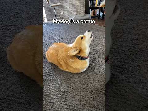 He thinks he’s a potato!