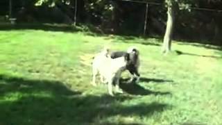 AKC CHAMPION Male Akita