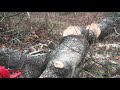 Shindaiwa 598 Chain Saw