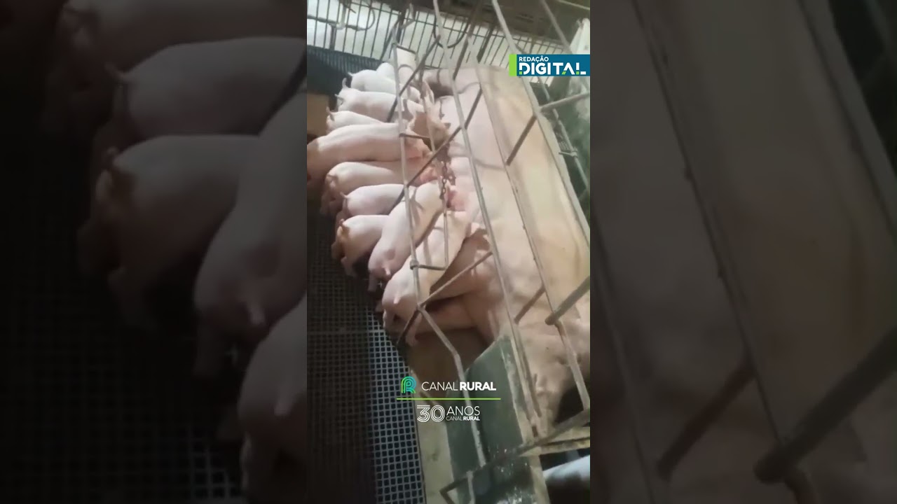 Parto de 46 leitões dura  12 horas e mobiliza toda fazenda