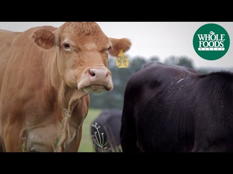 Proffitt Farms Grass-Fed Beef | Meet the Ranchers |...