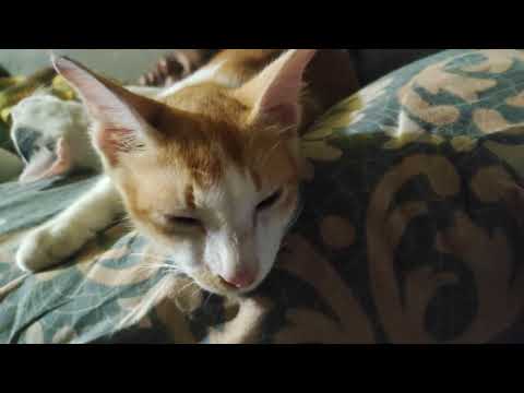 আমার আম্মু অসুস্থ তাই তারা তিনজন আম্মুর পাশে শুয়ে আছে#cat #shortvideo