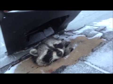Roof Vent Raccoon in Toronto