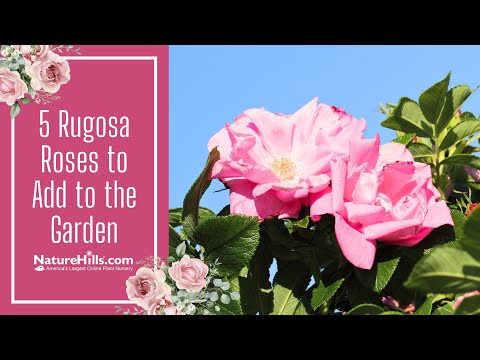 5 Rugosa Roses to Add to the Garden | NatureHills.com