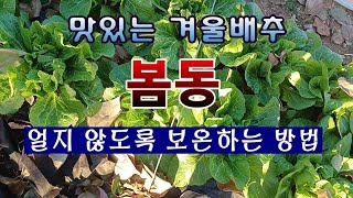 [텃밭농부 1,751]  맛있는 겨울배추 봄동이 추위에 견디도록 보온하는 방법. #봄동재배