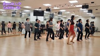 Cachito Mio Line Dance - Improver ( Demo ) H•P 운정점 문화센터 중급반