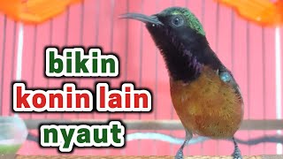 Download lagu suara konin memanggil lawan AMPUH untuk pancingan kolibri ninja bakalan mp3