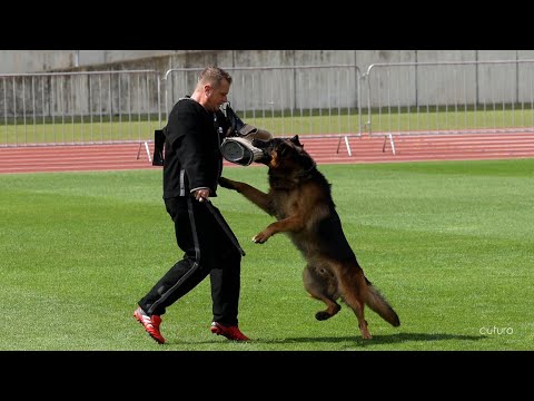 Arminius vom Gröster Steinberg - TSB BSZS 2024 | German Shepherd Bite Work - BSZS NÜRNBERG 2024