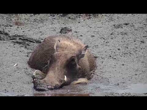 Djuma: Sights and sounds-Pt:2 - 10:39 - 10/26/19