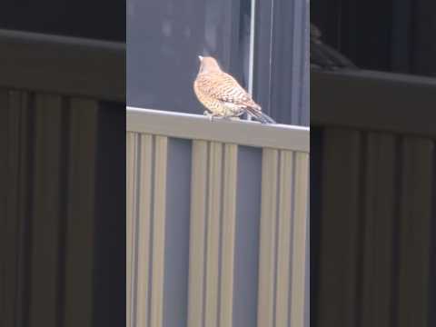 【やめてくれ】#鳥 #キツツキ #bird #birds #早朝 #迷惑 #笑える #shorts #comedy #可愛い #かわいい