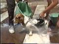 Washing The Dog
