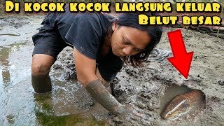 Download lagu BERBURU BELUT BABON DENGAN CARA DI KOCOK KOCOK HASIL DI LUAR DUGAAN mp3