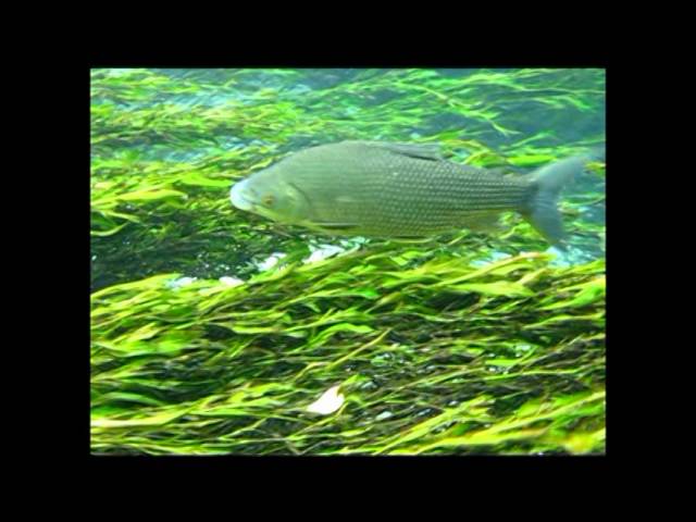 Snorkeling at Rio Sucuri (Bonito - Brazil)