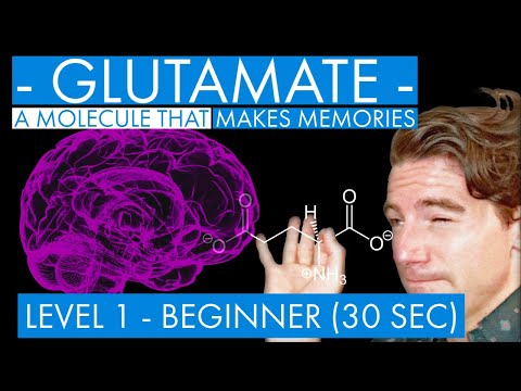 Glutamate - A Memory Molecule (synaptic plasticity mechanism) (Level 1 - Beginner)