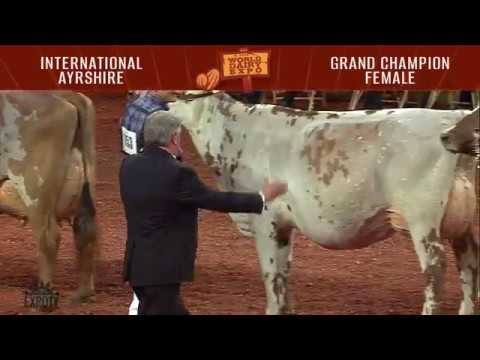 168 Ayrshire Grand Champion Female